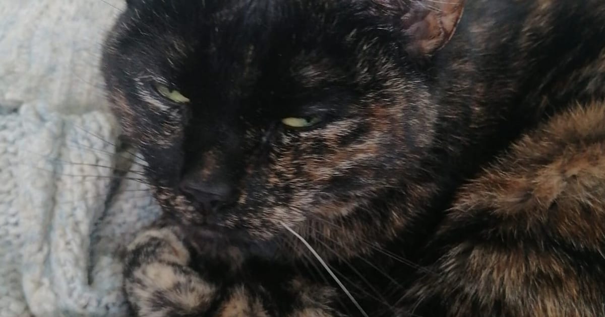 Heb jij Leah gezien? Dit huisdier wordt in Maasdriel vermist