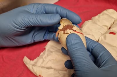 Ruim 250 papegaaibroedeieren aangetroffen op Schiphol dankzij gepiep van kuiken dat uit ei kroop