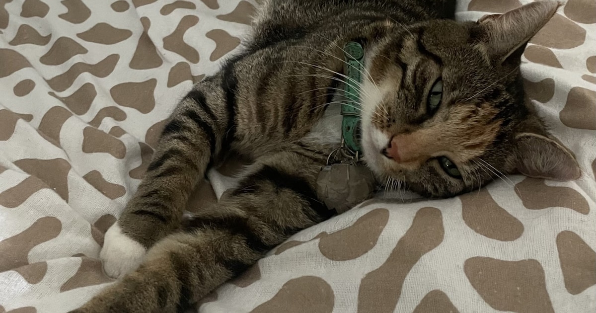Heb jij Puk gezien? Dit huisdier wordt in Lingewaard vermist