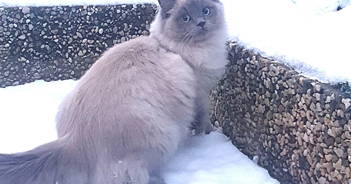 Heb jij Truffel gezien? Dit huisdier wordt in Lingewaard vermist