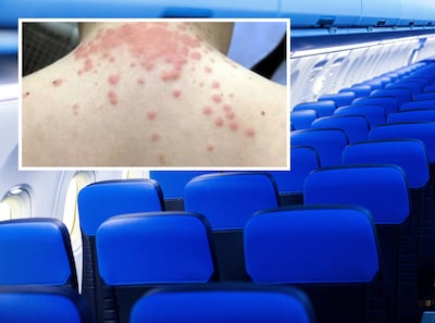 Expert over vieze vliegtuigen: ‘Je moet na een vlucht zien wat er achterblijft, dat is voor ongedierte aantrekkelijk’