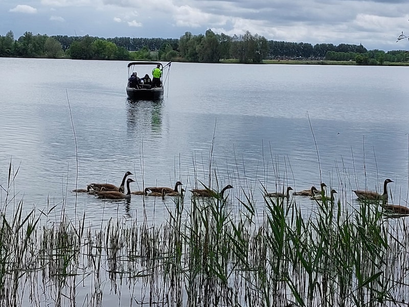 Zoeken op het water van de Rijkerswoerdse Plassen.