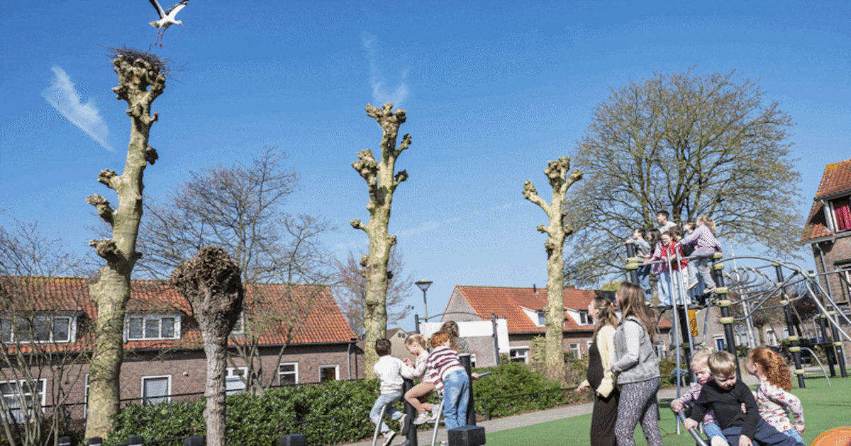 Kinderen dolenthousiast over het ooievaarsnest van ‘Peppi’ op hun schoolplein: ‘Wel raar op zo’n dru
