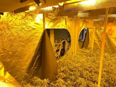 Wietkwekerij met bijna 400 planten gevonden in ‘spookwoning’