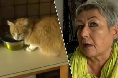 Plasjes van kat kosten baasje 1250 euro, viervoeter krijgt huisarrest van rechter: ‘Ik ben nu een dierenmishandelaar’