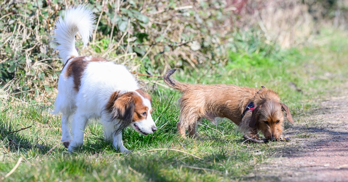 Loslopende honden zorgen voor overlast in Twentse natuurgebieden: ‘Voor mens én dier’
