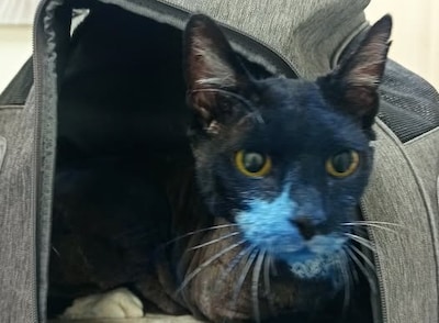 Kattenmishandelaar slaat ’s nachts toe in Groesbeek: zeker vier katten bespoten met ziekmakende verf