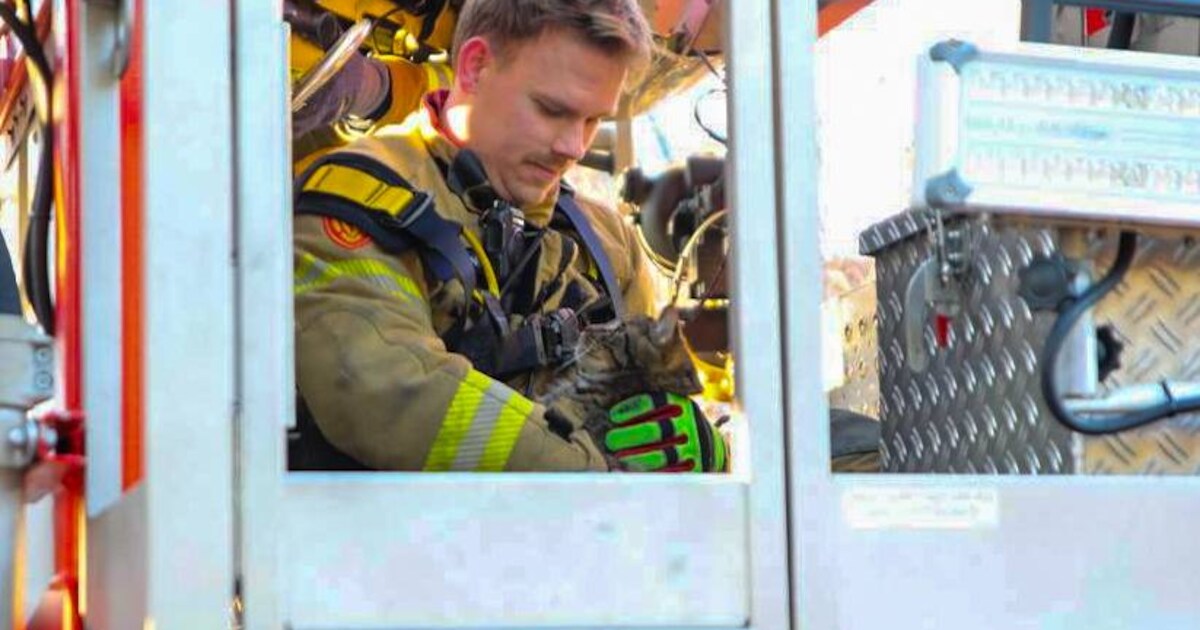 Kat wil koude kerst hoog in de boom doorbrengen, maar dan komt de brandweer in actie