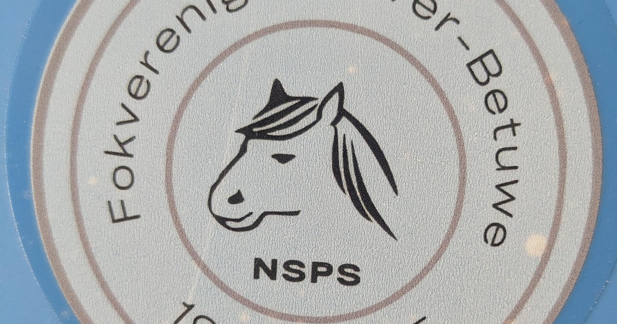 Shetlandponykeuring in manege van Bemmel