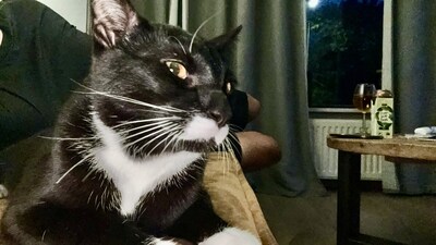 Heb jij Loki gezien? Dit huisdier wordt in Duiven vermist