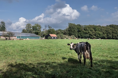 Hebben de Gelderse stikstofzones wel zin? Provincie krijgt tik op de vingers van juristen