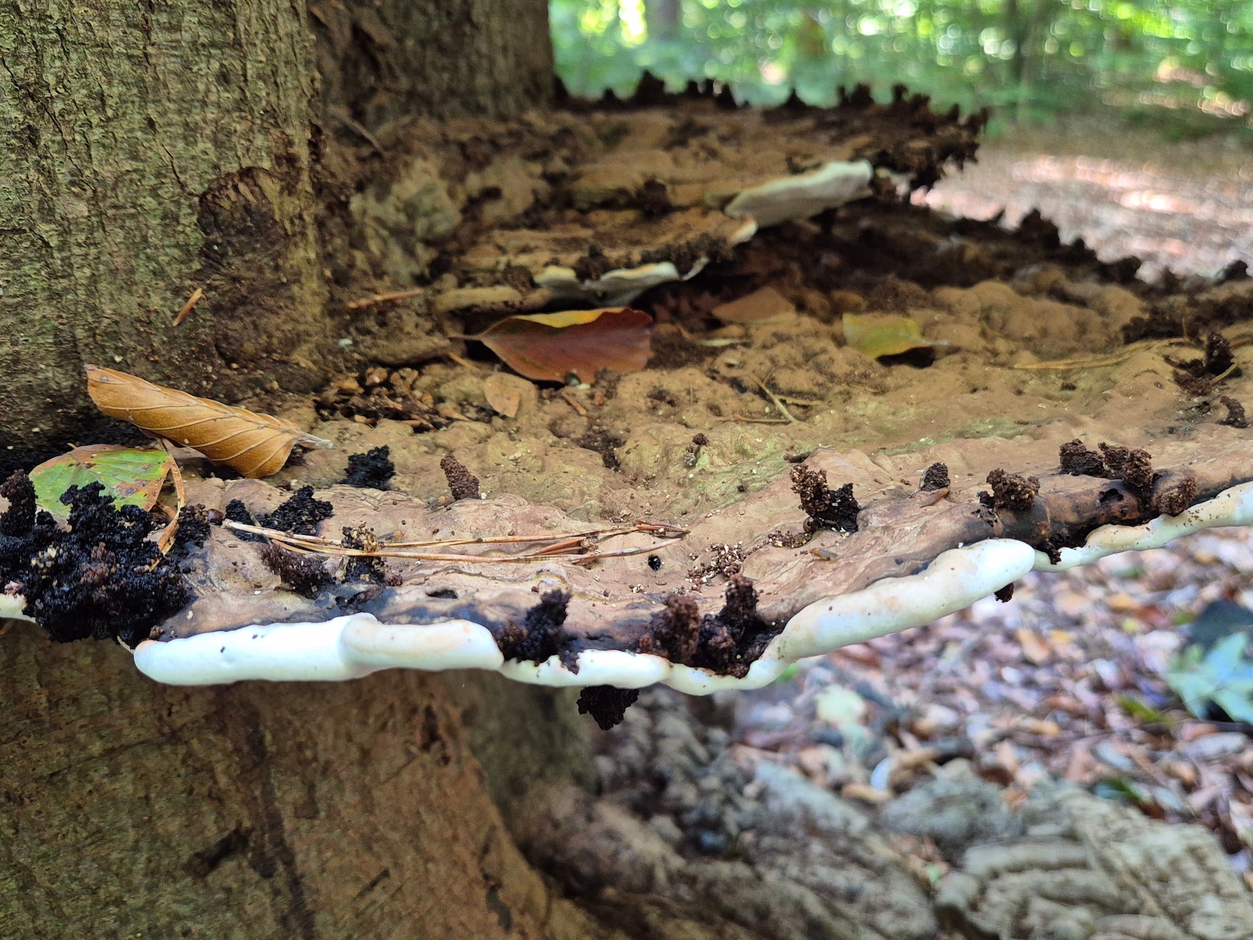 Achter prikkeldraad in Ede: Europa’s grootste wapenfabrikant bouwt hier ...