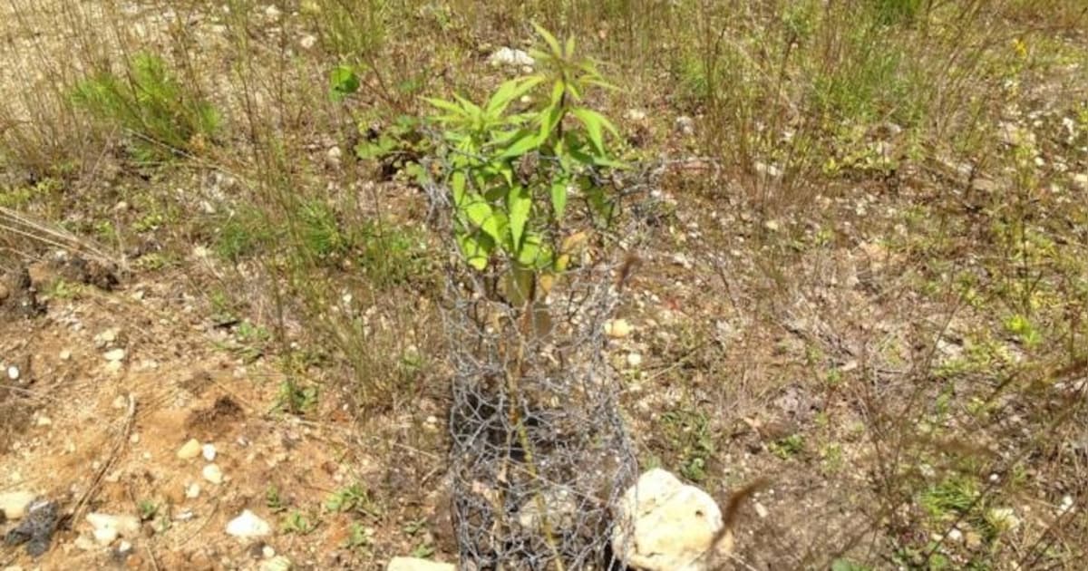 Opmerkelijke wietplantage in bos bij Bennekom