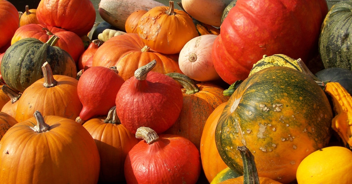 Boerderij Krakenburg in Nuenen houdt herfstweek met knutselen, speurtocht en muziek