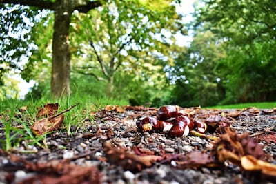 Weekendtips: dit doe je in Nijmegen (31 okt - 2 nov)