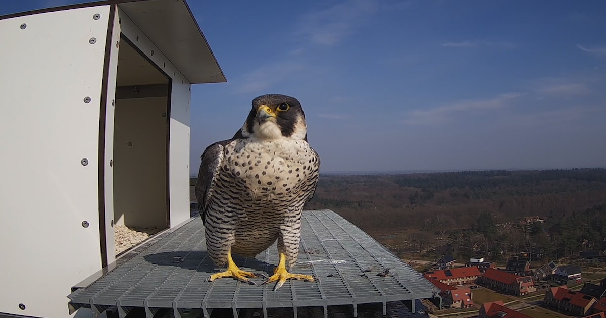 Pa en ma slechtvalk broeden op nest aan schoorsteen ENKA-terrein in Ede ...