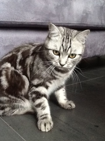 Heb jij Gizmo, Pixie of Beertje gezien? Deze vier huisdieren worden in Duiven vermist