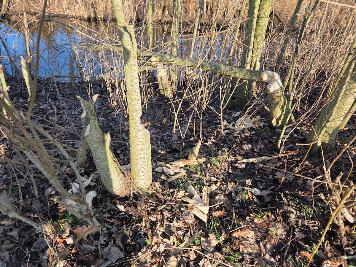 Familie bevers knaagt zich een weg door Den Dungen | Foto | gelderlander.nl