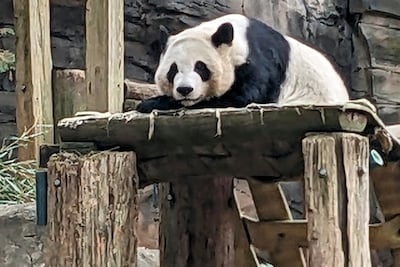 China zet ‘panda-diplomatie’ in: vlak voor bezoek Trump krijgt dierentuin Atlanta twee reuzenpanda’s