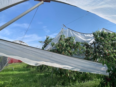 Noodweer richt ravage aan bij kersenkweker Wim in Werkhoven: ‘Vrij spel voor vogels’