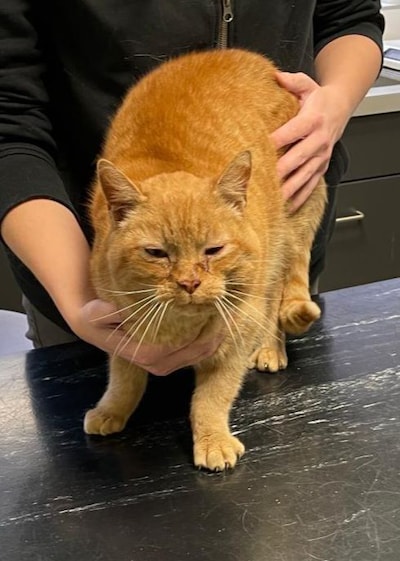 Kat uit Amersfoort raakte vier jaar geleden vermist, maar duikt plotseling weer op