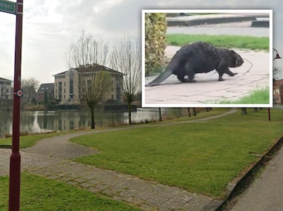 Beuningen heeft last van bevers en start met bijzondere proef om gevaarlijk geknaag tegen te gaan