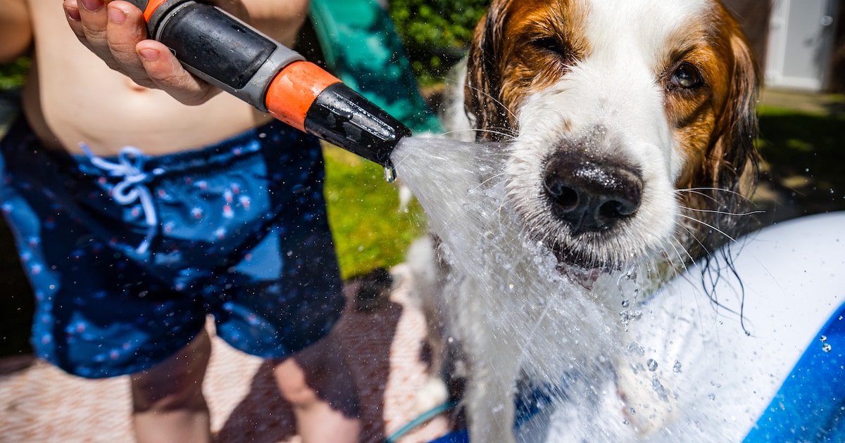 Grondwaterverbod bij tien natuurgebieden: mag je je tuin nog sproeien?