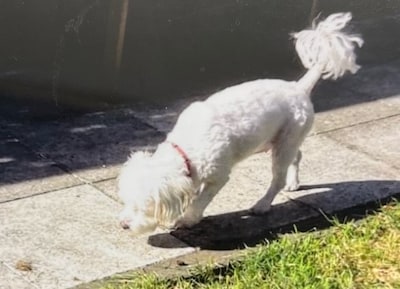 Man steelt hondje uit tuin: Duitse politie op zoek naar verblijfplaats Lily