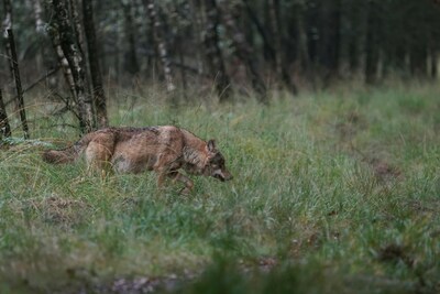Zoekactie naar vermiste man op Veluwe gestaakt vanwege aanwezigheid wolven