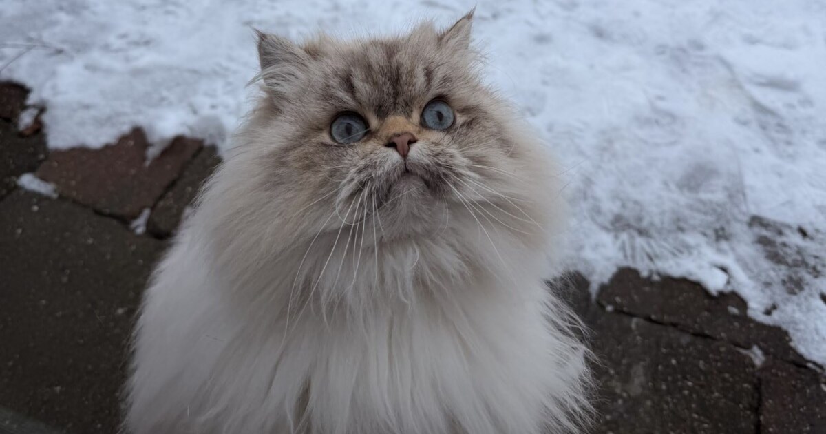 Heb jij Oscar gezien? Dit huisdier wordt in Renkum vermist