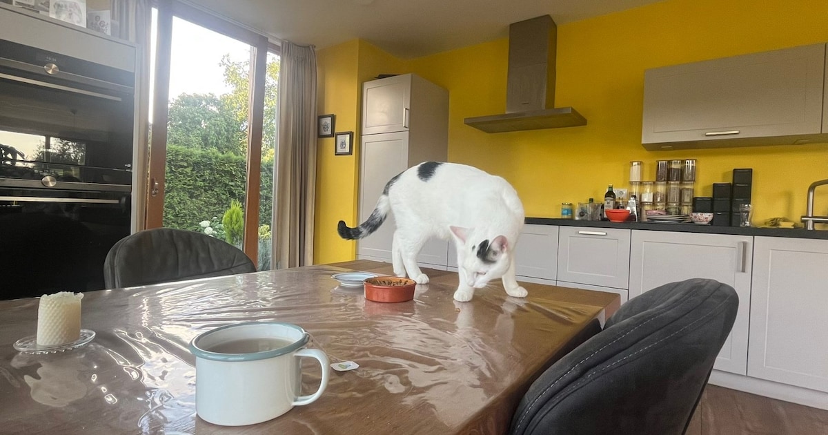 Heb jij Woutje gezien? Dit huisdier wordt in Wijchen vermist