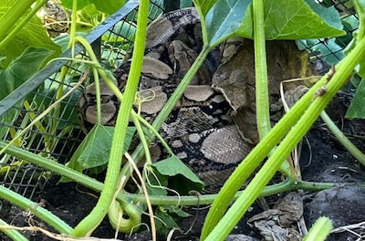 Boa constrictor van 2,5 meter duikt op in composthoop in Duitse tuin
