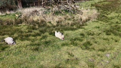 KIJK | Schapen liggen dood in weiland na vermoedelijke wolvenaanval