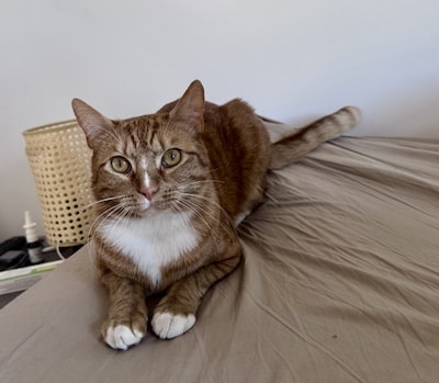 Heb jij Cloe of Bobby gezien? Deze twee huisdieren worden in Duiven vermist