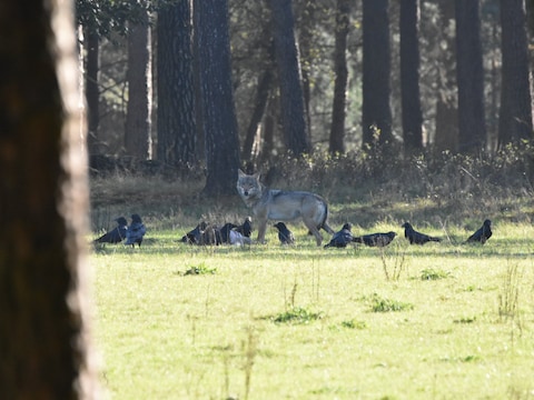 Unieke beelden: wolf en raven samen bij kadaver op Veluwe