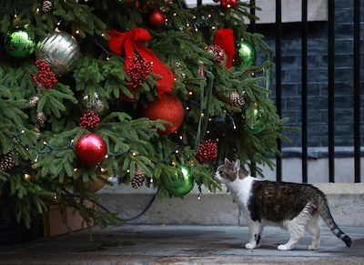 Baasjes opgelet: zó kan de kerstboom je hond of kat ziek maken (maar je kunt er zelf iets tegen doen)