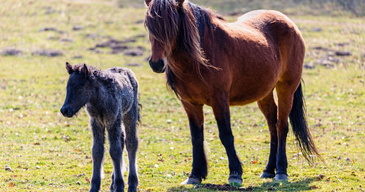 OERRR houdt excursie naar IJslandse paarden op Veluwezoom