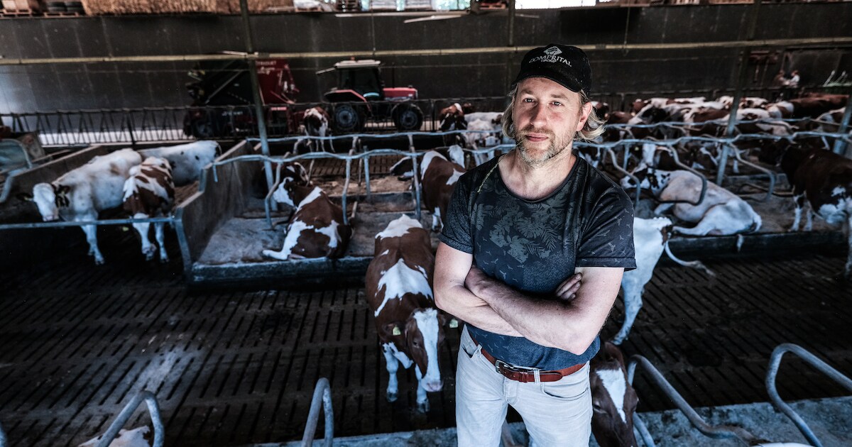 Koeienboer Ronald uit Hummelo ging níet protesteren: ‘Ik ben niet zo’n Farmers Defence Force-type’