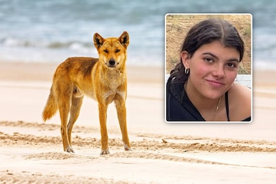 Dingo’s jagen Canadese backpacker (19) de zee in, waarna ze verdrinkt: ‘Piper hield van alle dieren’