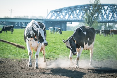 Uittip: koeien van boerderij IJsseloord gaan de wei weer in en jij kan erbij zijn