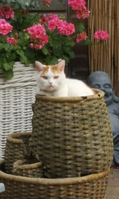 Heb jij Goldie, Fien of Panda gezien? Deze drie huisdieren worden in Doesburg vermist
