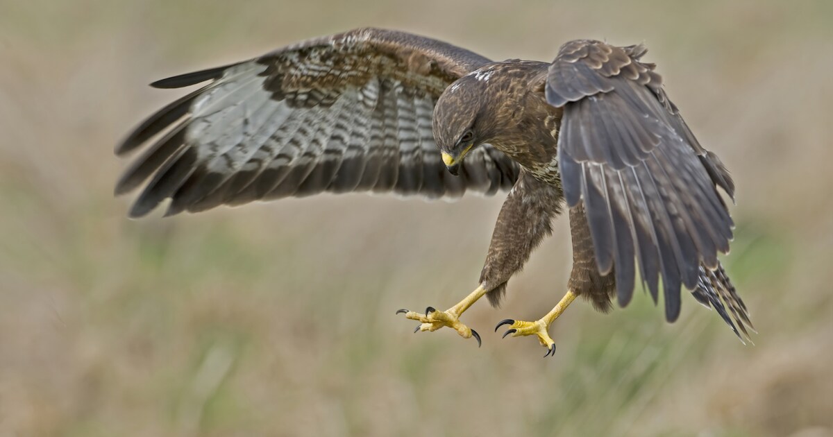 Agressieve buizerd belaagt opnieuw mensen in Strijen