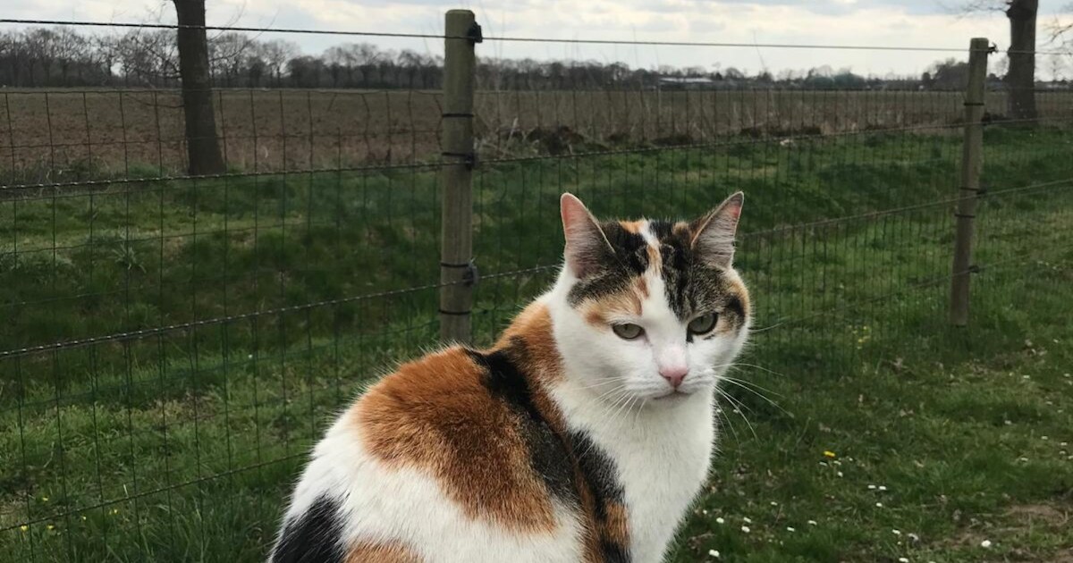 Heb jij Jua gezien? Dit huisdier wordt in Aalten vermist