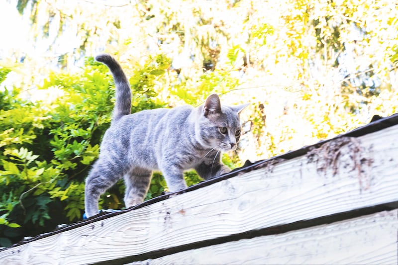 Kattenverblijf buiten kopen? Buitenverblijf kat op maat gemaakt