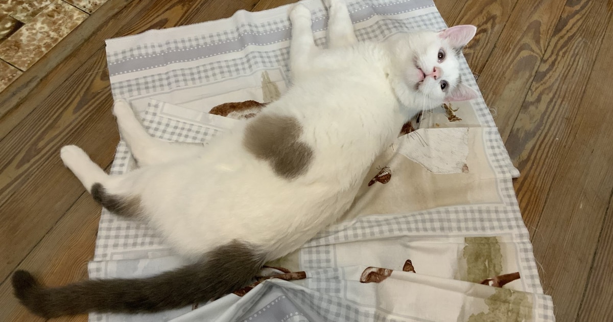 Heb jij Cosmos Cat gezien? Dit huisdier wordt in Rheden vermist
