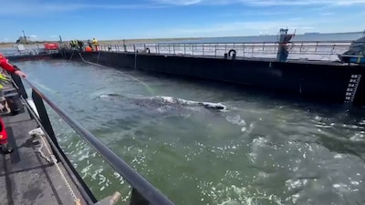 Reddingsteam vervoert bultrug Timmy in waterbak naar Noordzee