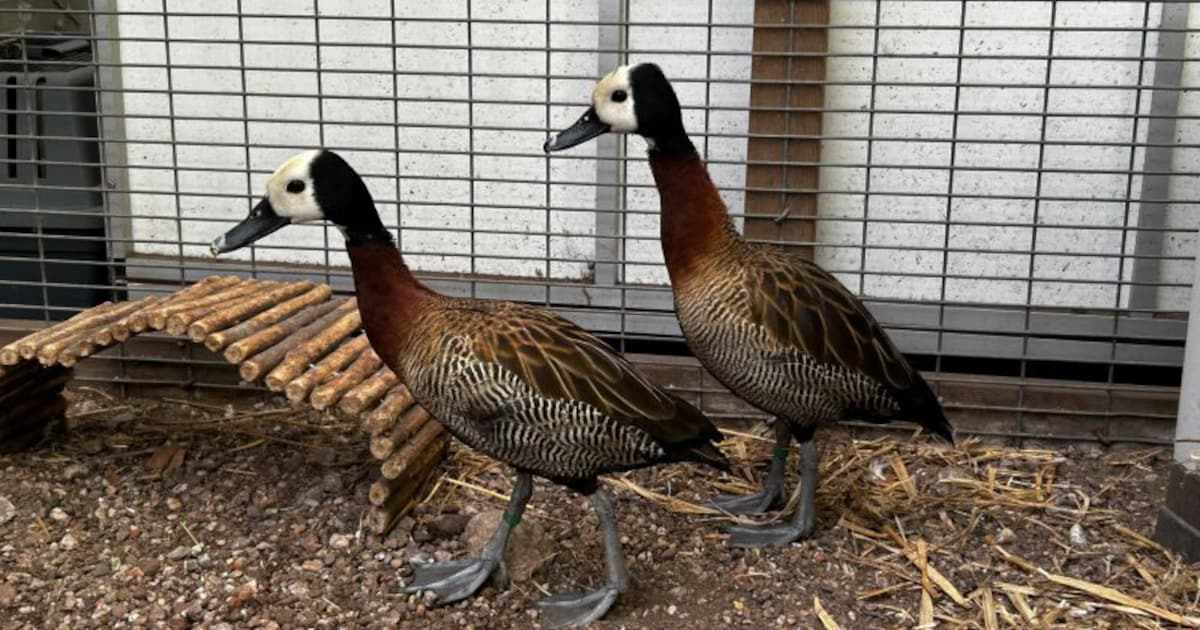 Witwangfluiteenden Pippa en Pebbles zoeken samen een thuis met zwembad