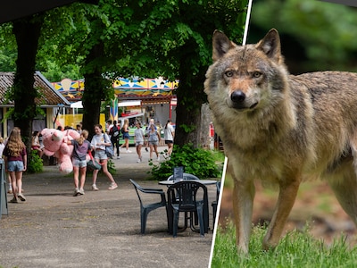 Impact van probleemwolf Bram was enorm voor ondernemers op Utrechtse Heuvelrug: ‘Bijna erger dan cor