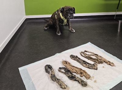 Hond braakt zes damesslips uit bij dierenarts: ‘Hij was al het hele weekend misselijk’