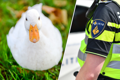 Wie nam school-eend mee? Politie doet oproep na opvallend incident